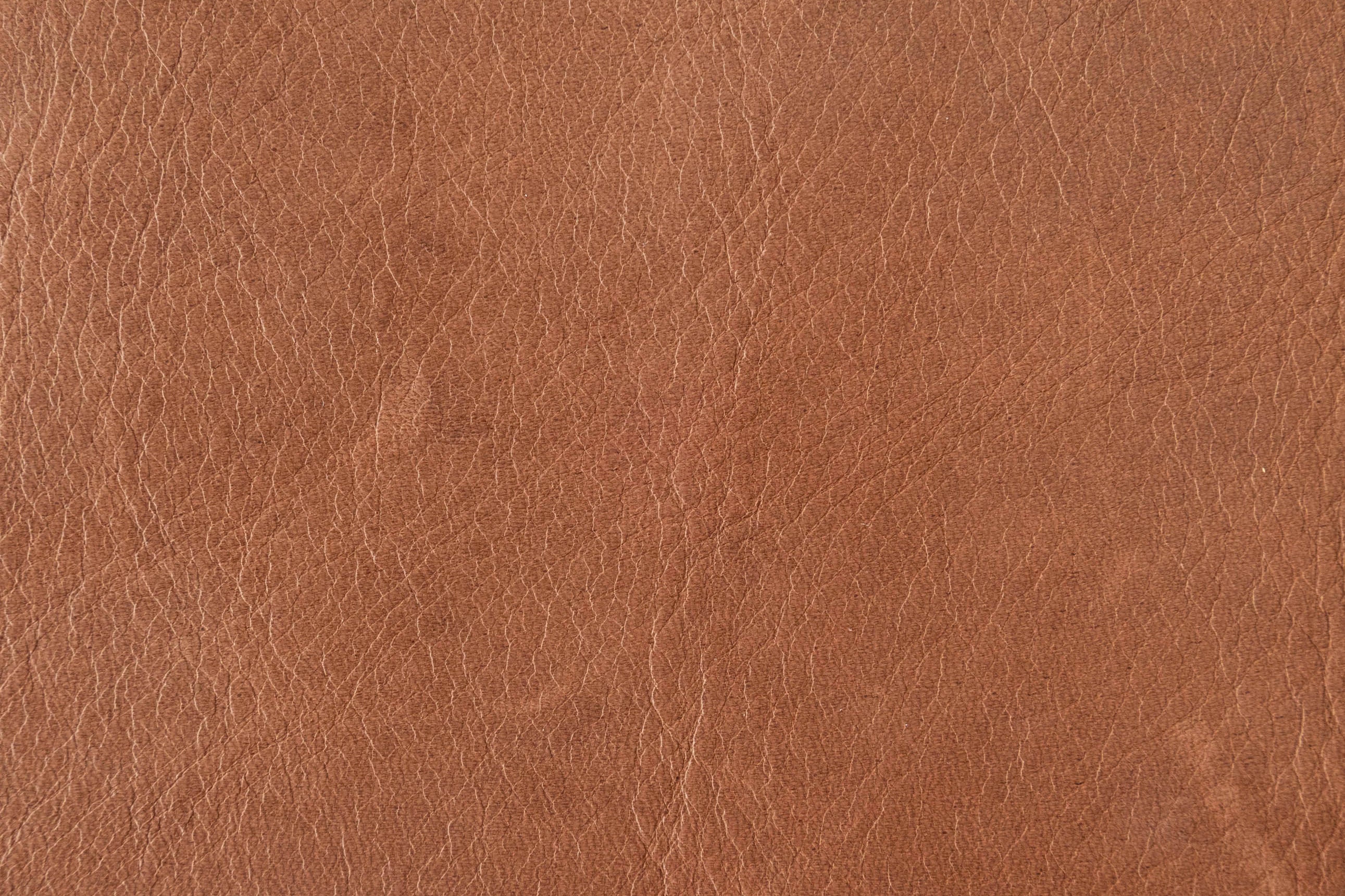 Bark