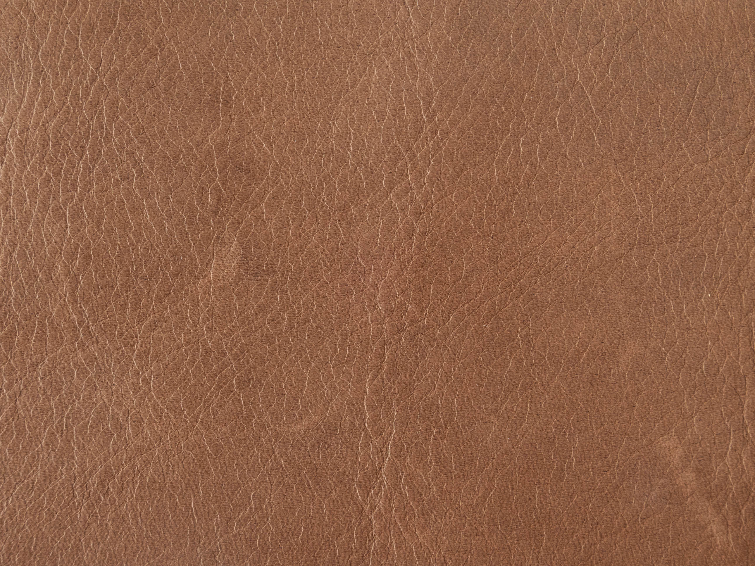 Bark